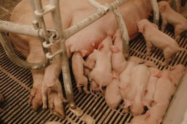 Поросята в свинарнику