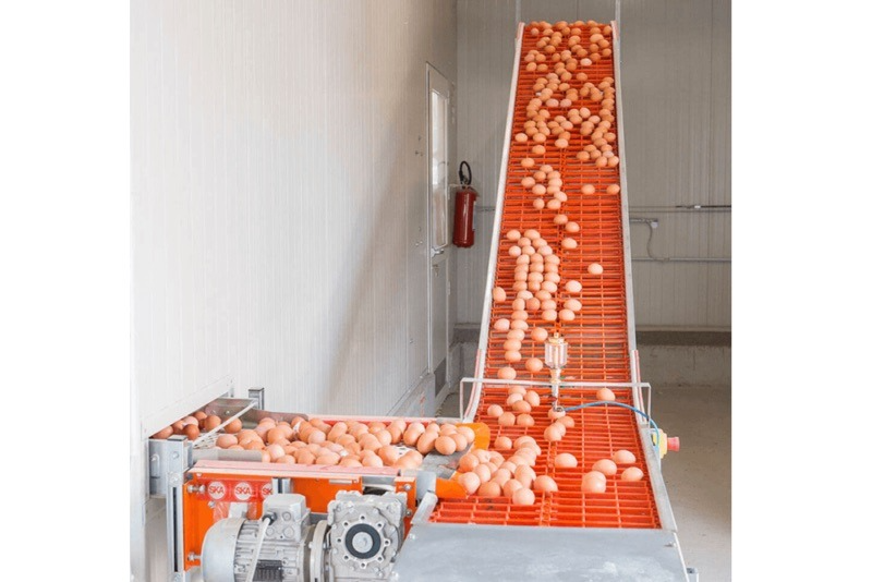 Система конвеєра яєць Convoy