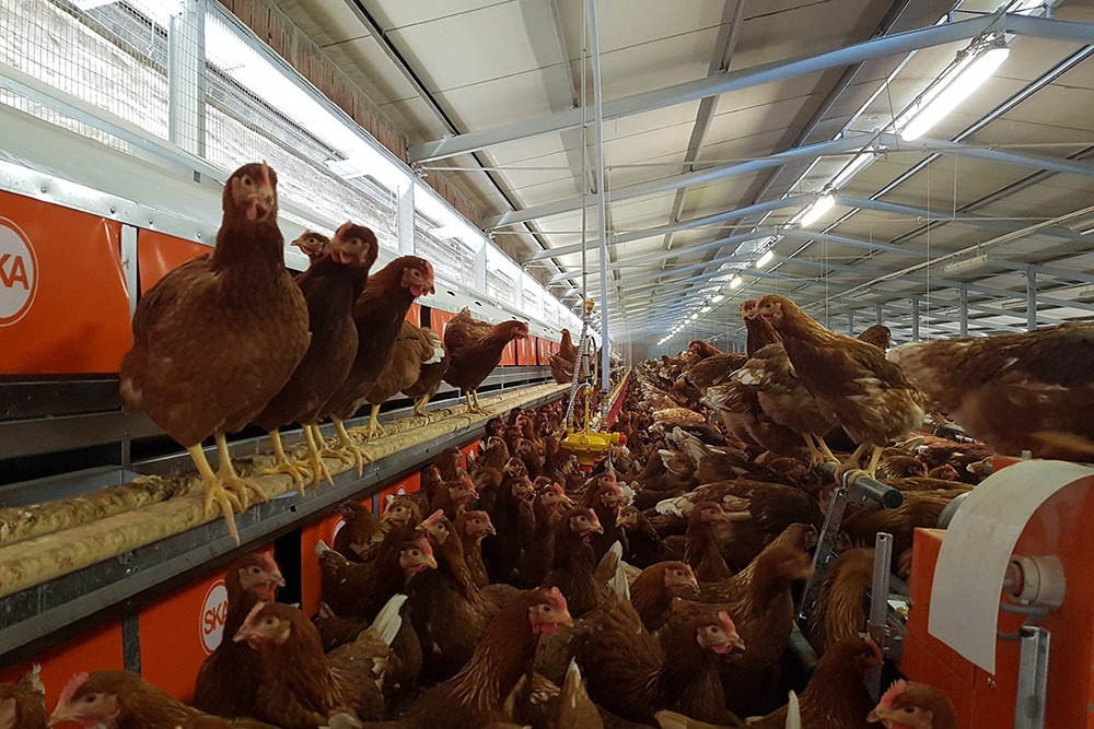 Система гніздування з оцинкованої сталі Avio