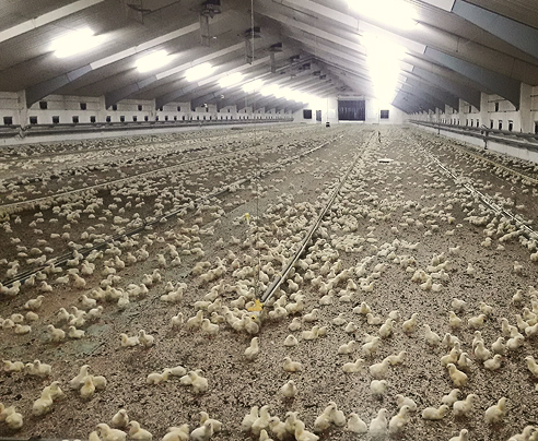 Обладнання для птахівництва