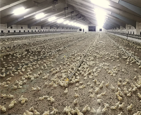 Обладнання для птахівництва