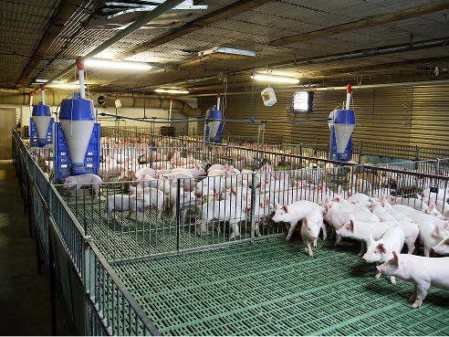 Обладнання для свинарства